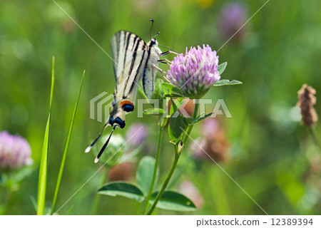 Butterfly Papilio machaon Butterfly Papilio machaon 12389394