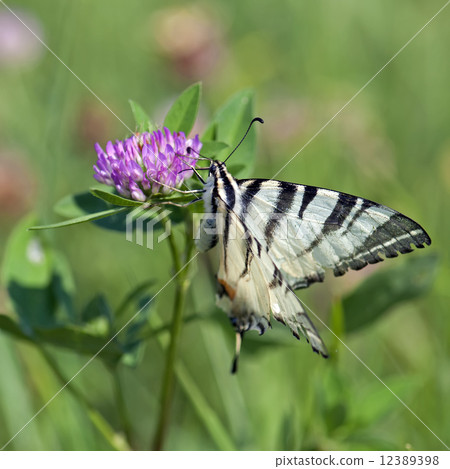Common Yellow Swallowtail (Papilio machaon) Common Yellow Swallowtail (Papilio machaon) 12389398