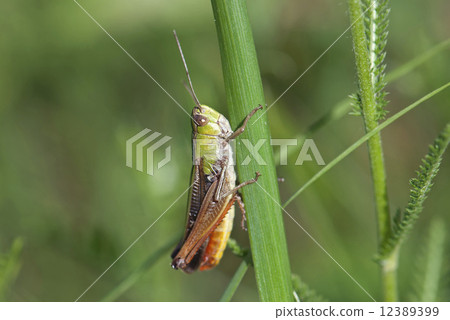 A grasshopper on the grass (Chorthippus paralellus) A grasshopper on the grass (Chorthippus paralellus) 12389399