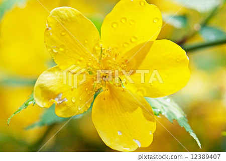 Water drops on a yellow flower 12389407