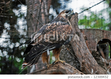 Marsh Harrier Marsh Harrier 12389432