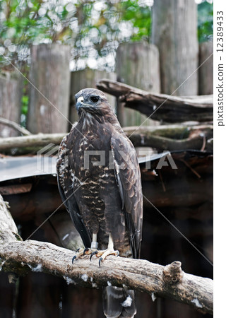 Marsh harrier (Circus aeruginosus) 12389433