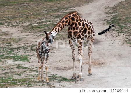 Rothschild giraffes (Giraffa camelopardalis rothschildi) Rothschild giraffes (Giraffa camelopardalis rothschildi) 12389444