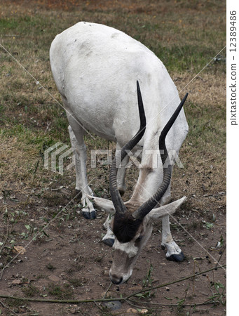 Addax nasomaculatus Addax nasomaculatus 12389486