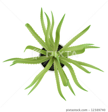 top view of aloe plant in pot isolated on white background top view of aloe plant in pot isolated on white background 12389740