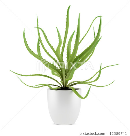 aloe plant in pot isolated on white background 12389741