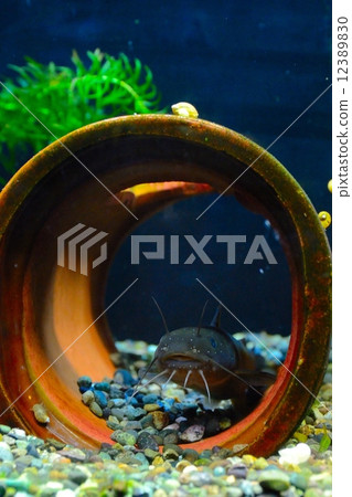 Endangered species Guinea extinction crisis type II (VU) 12389830