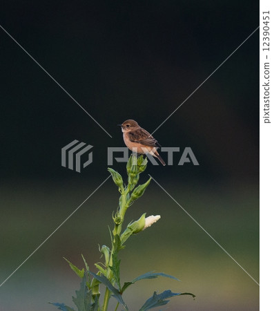 Nozomu in the okra 12390451