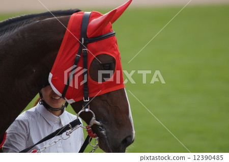 Horse's face Horse's face 12390485