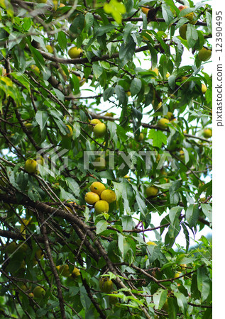 可口花桃子果子 12390495