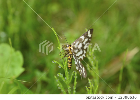 Ume Edakashu 12390636