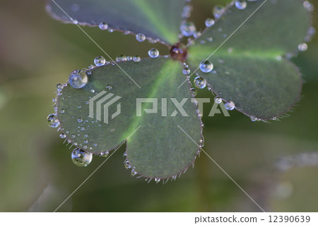 Heart and Tamatsuyu 12390639