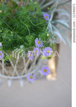 Burakikamu Burakikamu 12390871