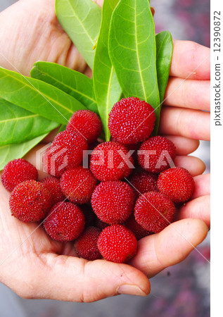 山莫收穫 山莫收穫 12390872