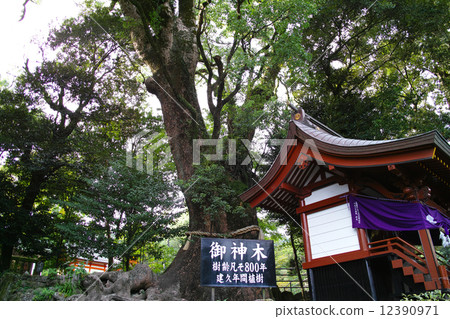 鹿兒島神社·Okami 鹿兒島神社·Okami 12390971