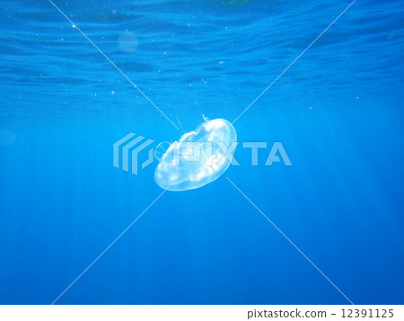 海和水母 12391125
