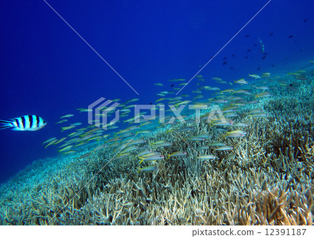 Coral sea Coral sea 12391187