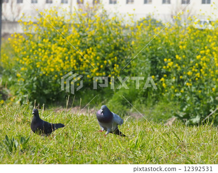 鴿子的追逐 12392531
