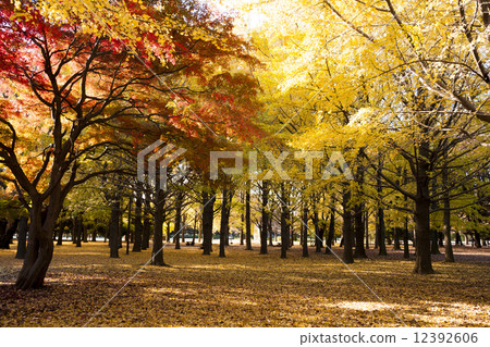 Autumn leaves 12392606