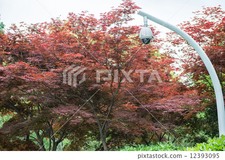 360 degrees surveillance camera on a pole, maple tree 12393095