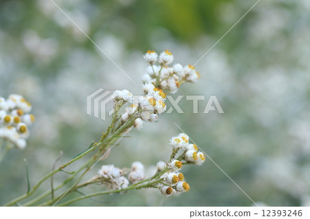 Kawarahahako之花 12393246