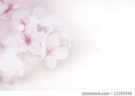 淡淡的櫻花 12393349