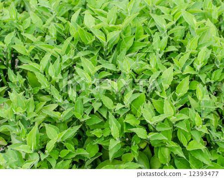 Green leafs texture background. 12393477