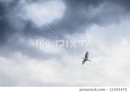 Bird in the air with cloudy sky. 12393478