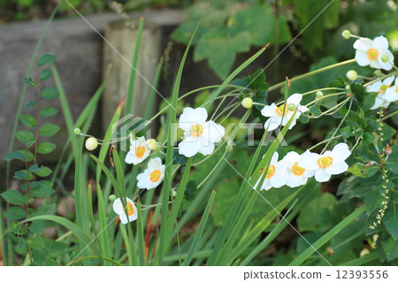 Shuigayuki flower 12393556