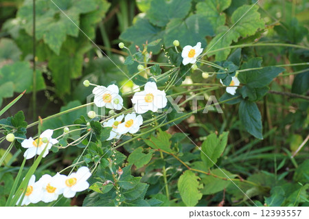 Shuigayuki flower 12393557