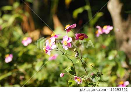 Shuigayuki flower 12393562