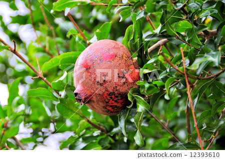 pomegranate  12393610