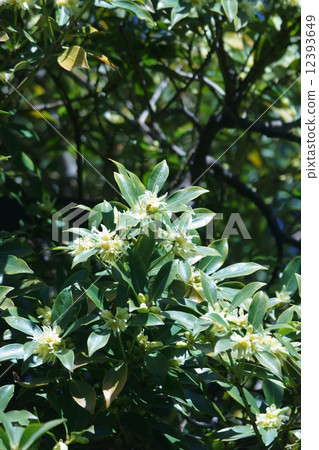 I am Shikimi. 12393649