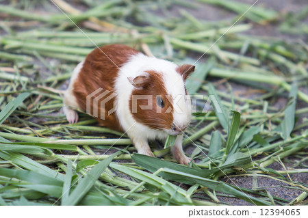 guinea pig guinea pig 12394065