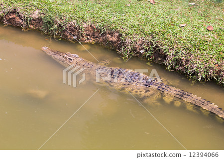 Crocodile Crocodile 12394066