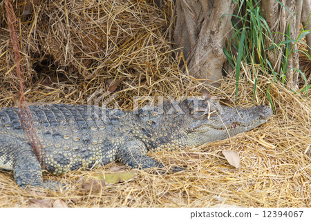 Crocodile Crocodile 12394067