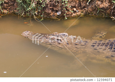Crocodile 12394071