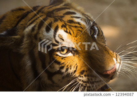 young Sumatran tiger and shadows across the face young Sumatran tiger and shadows across the face 12394087