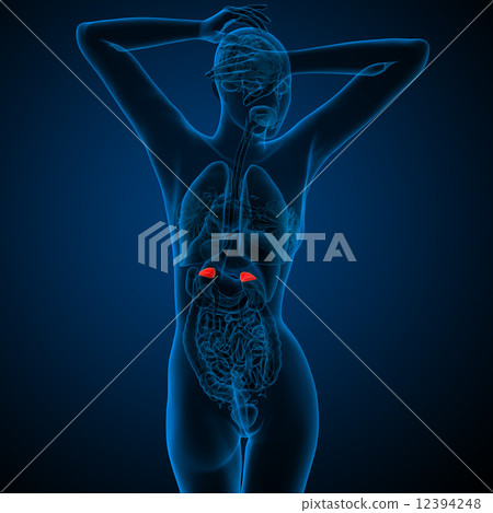 3d render medical illustration of the human adrenal glands 12394248