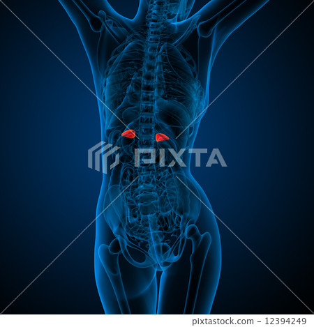 3d render medical illustration of the human adrenal glands 12394249