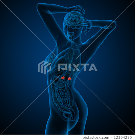 3d render medical illustration of the human adrenal glands 3d render medical illustration of the human adrenal glands 12394250