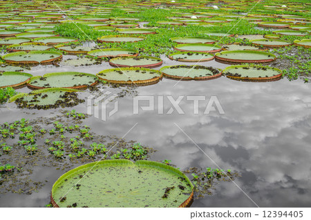 Brazilian Panantal and Victoria Regia 12394405