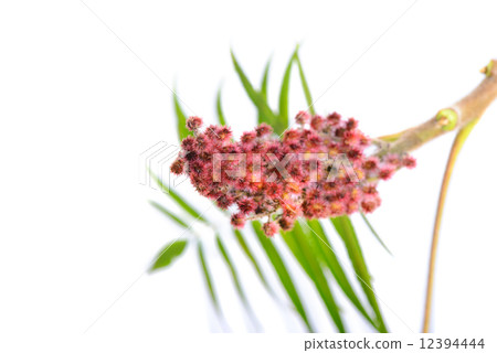 Rhus typhina flower with leaves 12394444