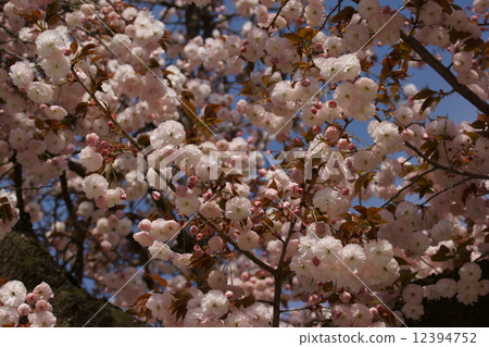 My name is Yuzakura Famous Spectacle Fugenzo. 12394752