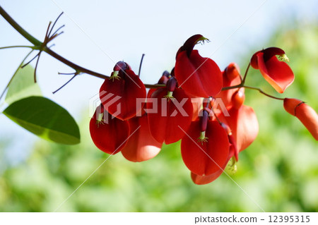 America de Digo 12395315