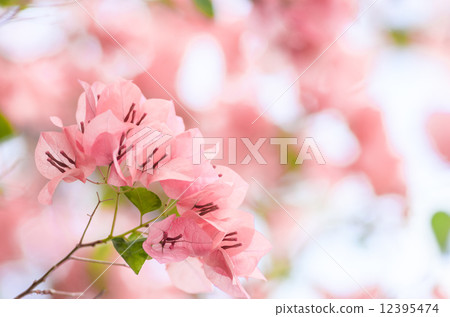 Paper flowers or Bougainvillea Paper flowers or Bougainvillea 12395474