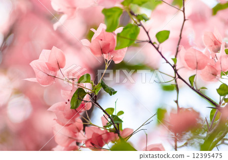 Paper flowers or Bougainvillea Paper flowers or Bougainvillea 12395475