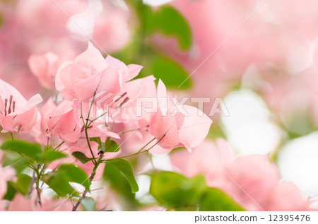 Paper flowers or Bougainvillea Paper flowers or Bougainvillea 12395476