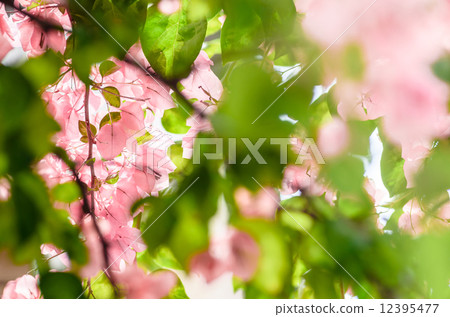 Paper flowers or Bougainvillea Paper flowers or Bougainvillea 12395477