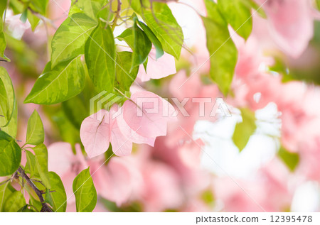 Paper flowers or Bougainvillea Paper flowers or Bougainvillea 12395478